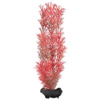 Rostlina TETRA Foxtail Red M 1 ks